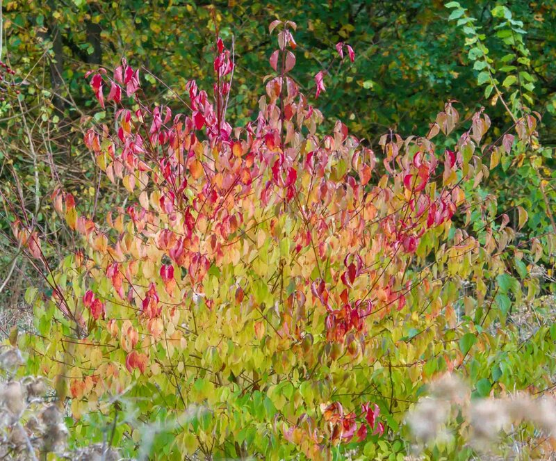 Cornus sanguinea