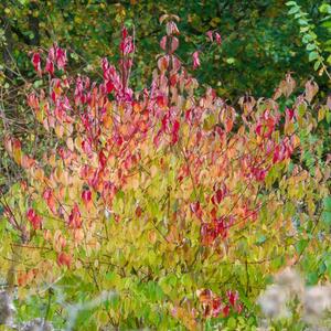 Cornus sanguinea