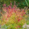 Cornus sanguinea