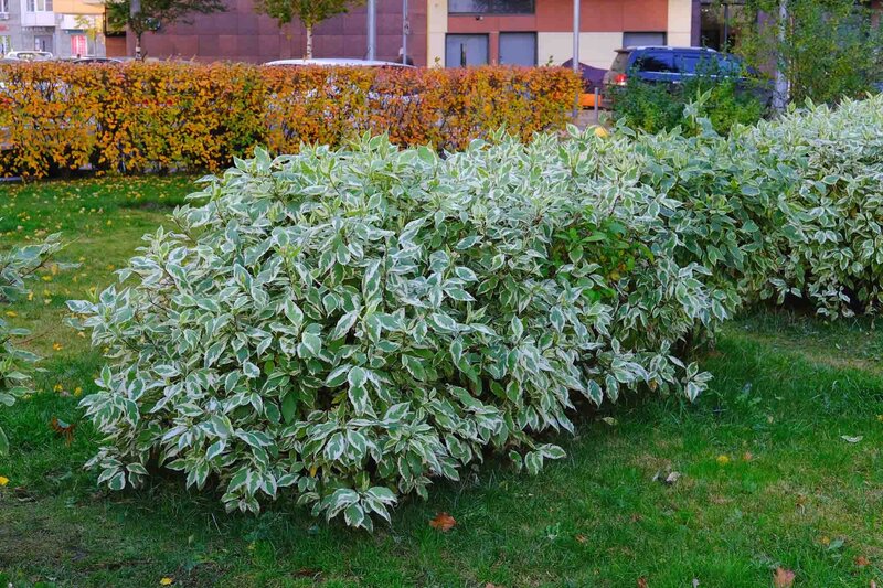 Cornus alba 'Elegantissima'