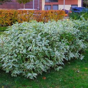 Cornus alba 'Elegantissima'