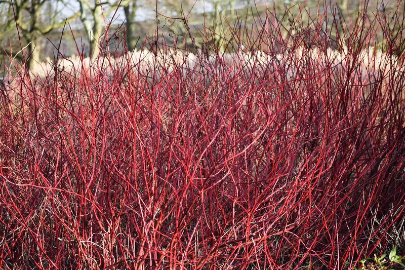 Cornus alba 'Elegantissima'