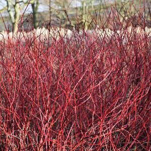 Cornus alba 'Elegantissima'