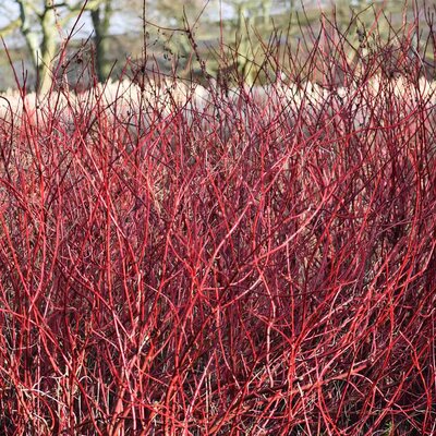 Cornus alba 'Elegantissima'