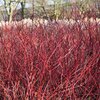 Cornus alba 'Elegantissima'