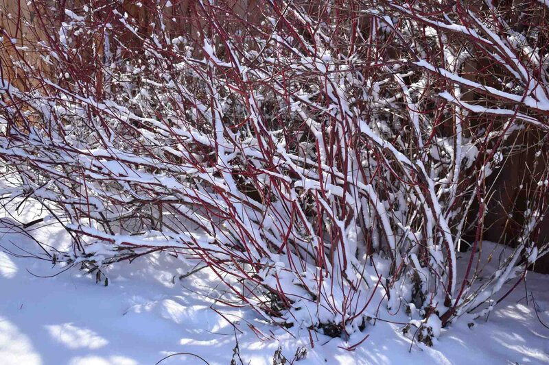 Cornus alba 'Gouchaultii'