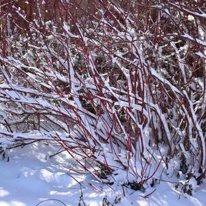 Cornus alba 'Gouchaultii'