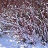 Cornus alba 'Gouchaultii'