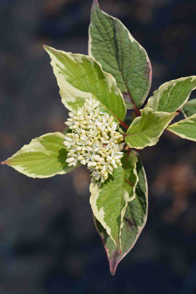 Cornus alba 'Gouchaultii'