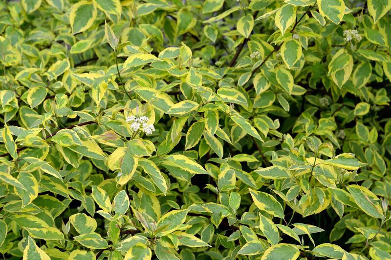 Cornus alba 'Gouchaultii'