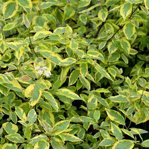 Cornus alba 'Gouchaultii'