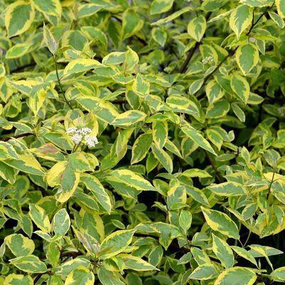 Cornus alba 'Gouchaultii'