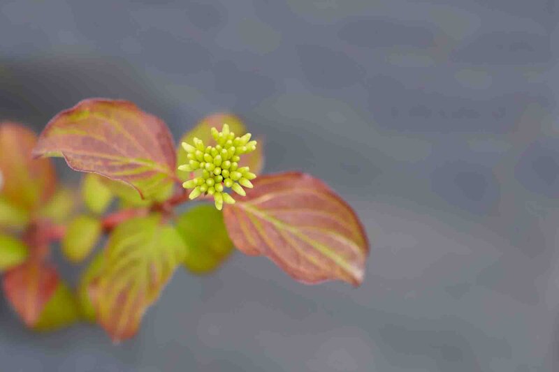 Cornus sanguinea 'Midwinter Fire'