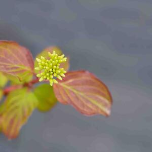 Cornus sanguinea 'Midwinter Fire'