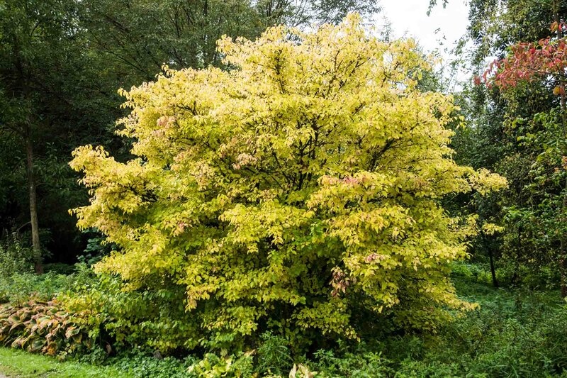 Cornus sanguinea 'Midwinter Fire'