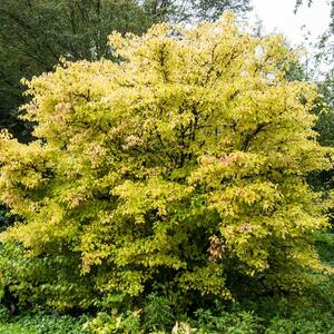 Cornus sanguinea 'Midwinter Fire'