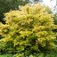 Cornus sanguinea 'Midwinter Fire'