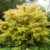 Cornus sanguinea 'Midwinter Fire'