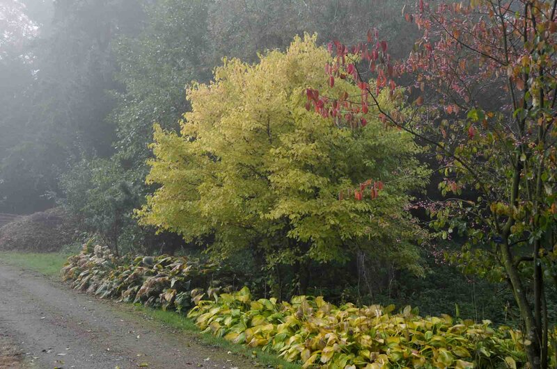 Cornus sanguinea 'Midwinter Fire'