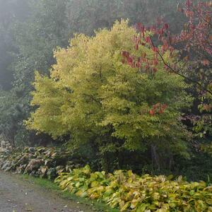 Cornus sanguinea 'Midwinter Fire'