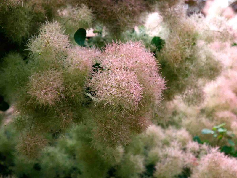 Cotinus coggygria Smokey Joe