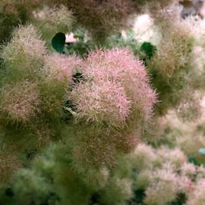 Cotinus coggygria Smokey Joe