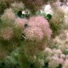 Cotinus coggygria Smokey Joe