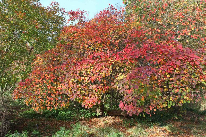 Cotinus coggygria Smokey Joe