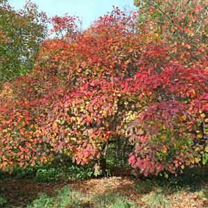 Cotinus coggygria Smokey Joe
