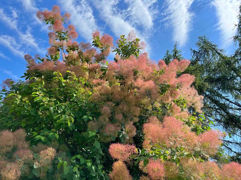 Cotinus coggygria Smokey Joe