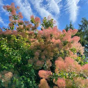 Cotinus coggygria Smokey Joe
