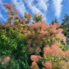 Cotinus coggygria Smokey Joe