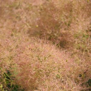 Cotinus coggygria 'Young Lady'