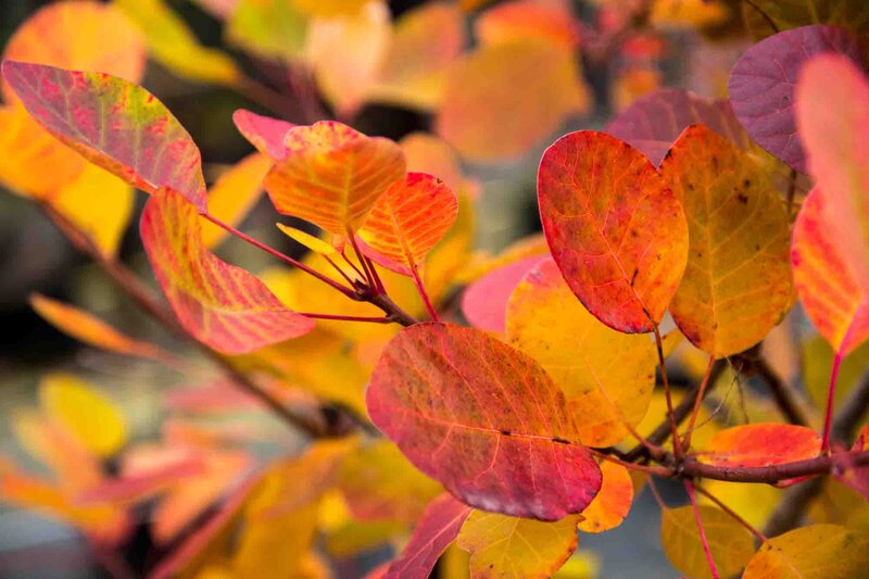 Cotinus coggygria 'Young Lady'