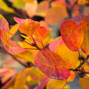 Cotinus coggygria 'Young Lady'