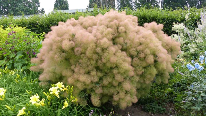 Cotinus coggygria 'Young Lady'