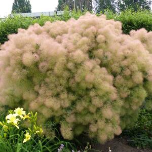 Cotinus coggygria 'Young Lady'
