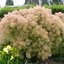 Cotinus coggygria 'Young Lady'