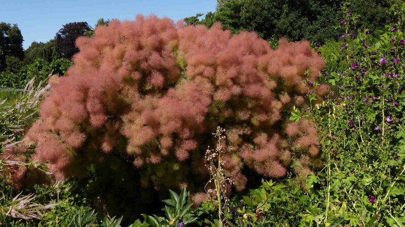 Cotinus coggygria 'Young Lady'