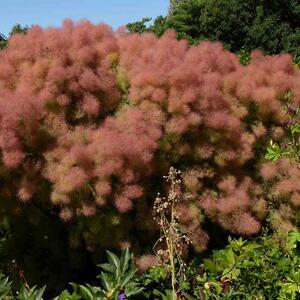 Cotinus coggygria 'Young Lady'
