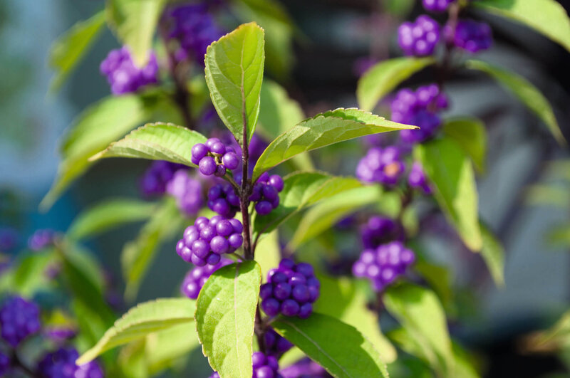 Callicarpa bodinieri var. giraldii Profusion