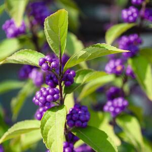 Callicarpa bodinieri var. giraldii Profusion