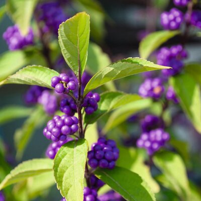 Callicarpa bodinieri var. giraldii Profusion