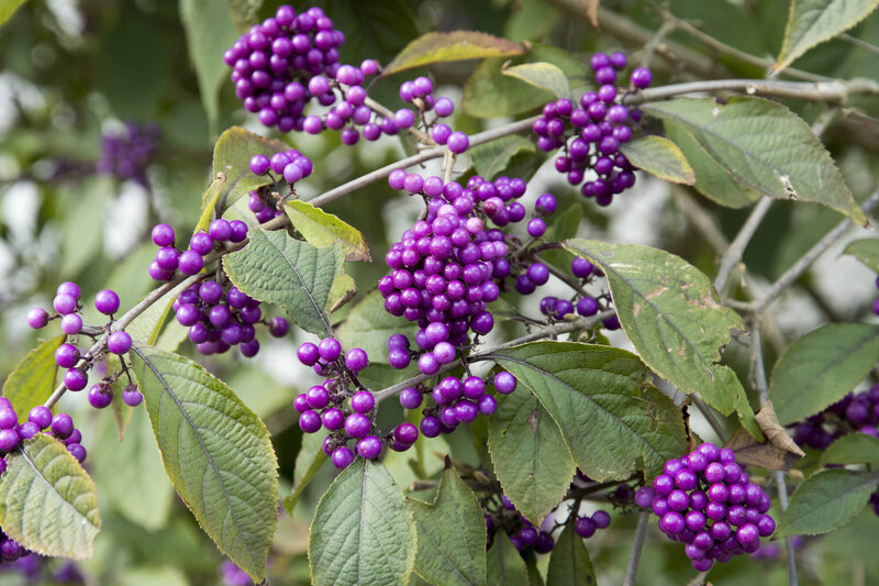 Callicarpa bodinieri var. giraldii Profusion