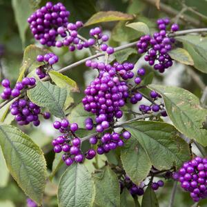 Callicarpa bodinieri var. giraldii Profusion