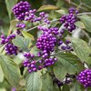 Callicarpa bodinieri var. giraldii Profusion