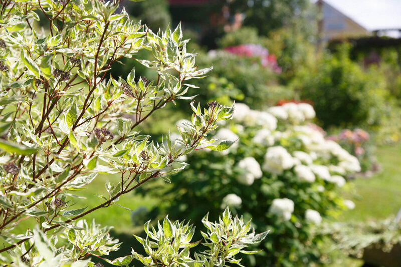 Cornus alba Ivory Halo