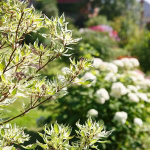 Cornus alba Ivory Halo