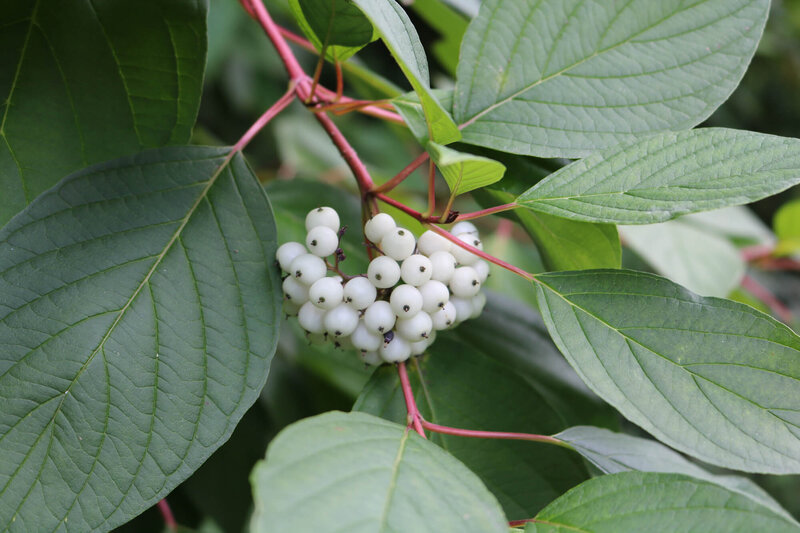 Cornus alba Sibirica