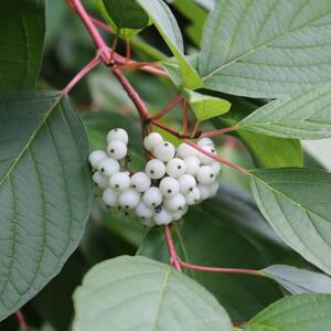 Cornus alba Sibirica